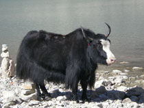 yak