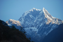 nilgiri
